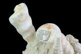 Fossil Gastropod (Haustator) Cluster - Damery, France #74524-2